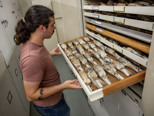 Student Jake Arango organizing specimen drawers